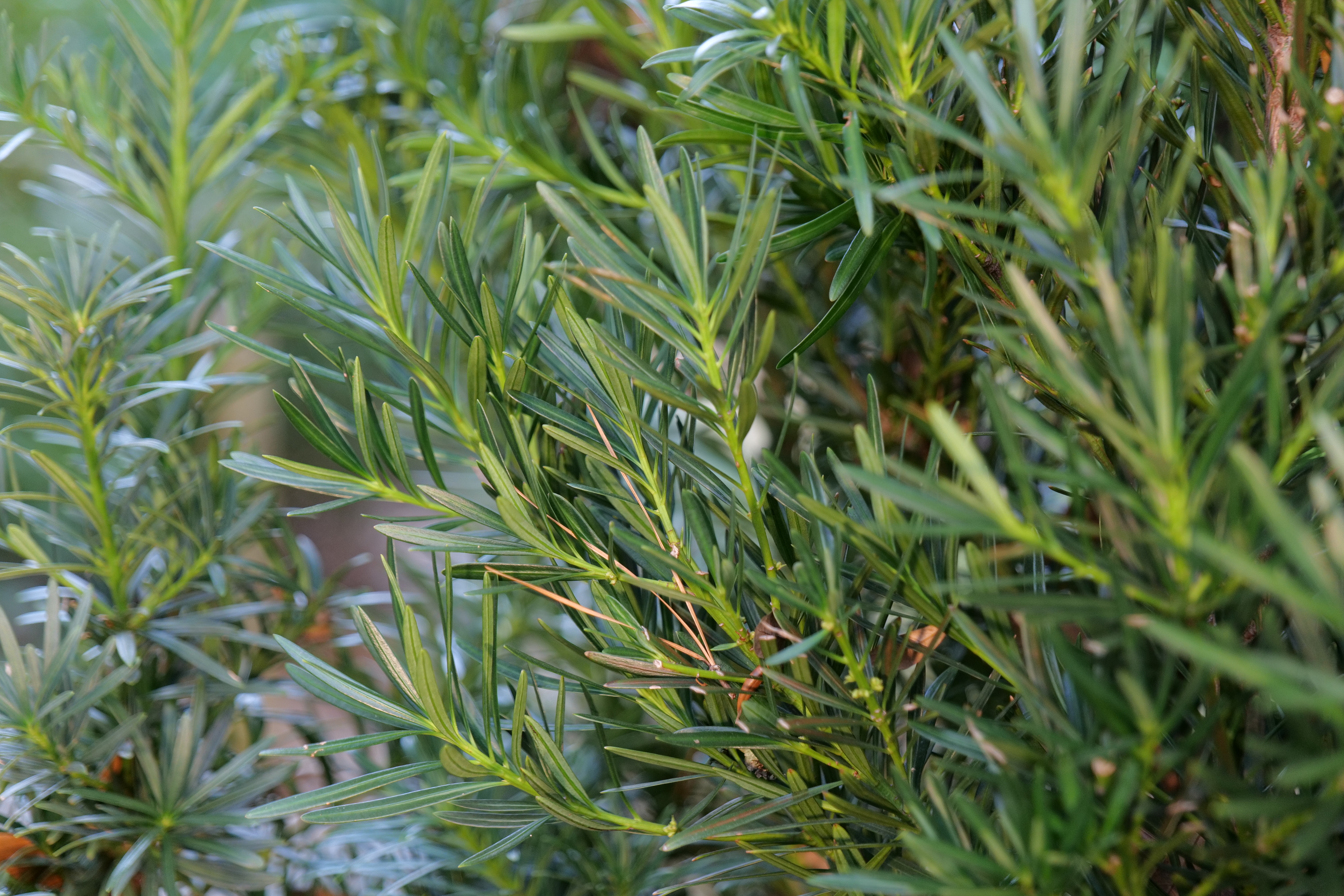 Green foliage.